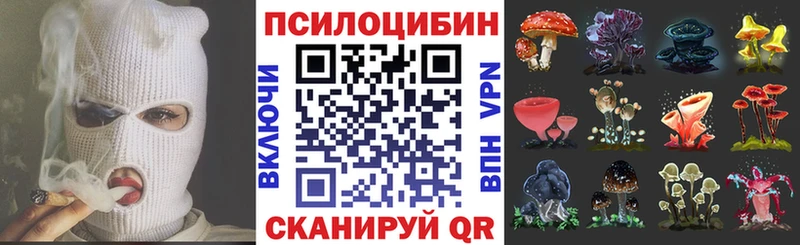 как найти Вытегра Псилоцибиновые грибы Cubensis